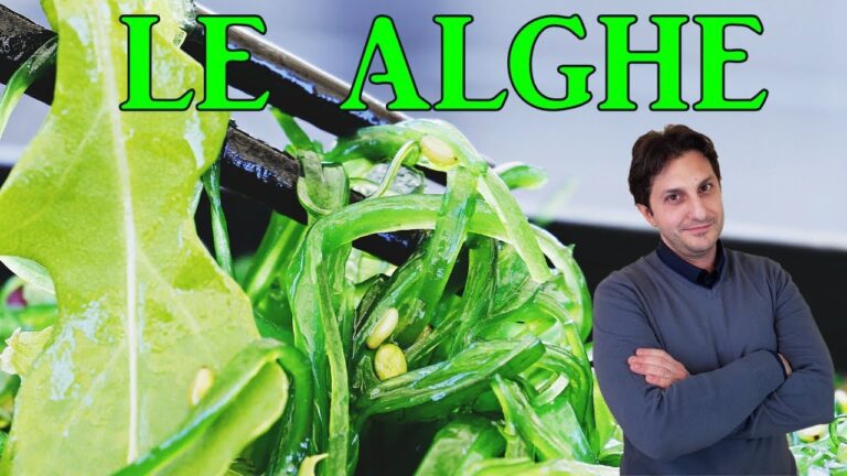 Valori Nutrizionali dell’Alga Nori: Guida Ottimizzata