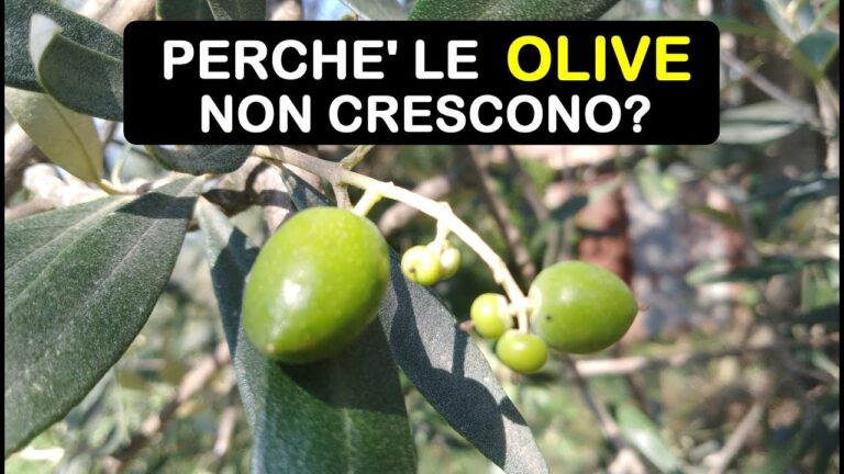 Olive Piccole: Guida Completa alla Coltivazione e Cura