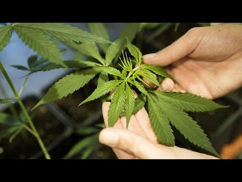 50 grammi: La Chiave per una Dieta Equilibrata