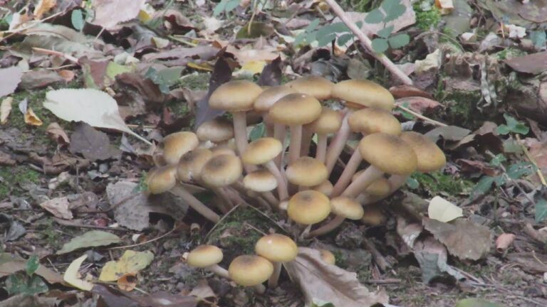 Guida alla Funghi Famigliola Gialla: Il Fungo Divertente e Colorato