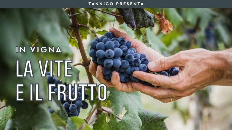 L’Acino di Uva: Il Frutto della Vite