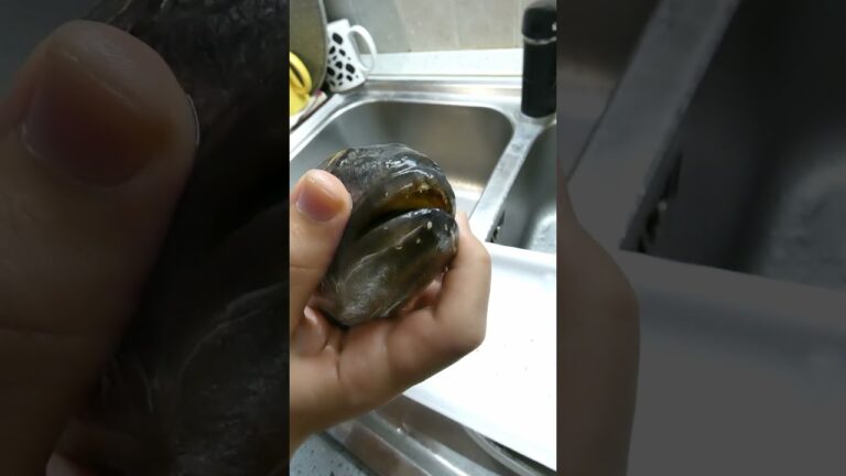 La Bocca d’Oro: Il Pesce Perfetto