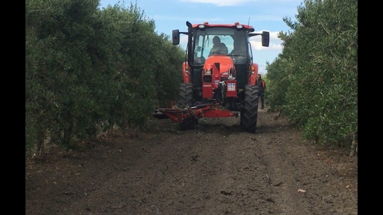 Campo di corone: il simbolo della regalità