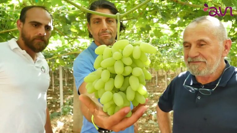 30 anni di successi: UVA ARRA – Una storia di eccellenza