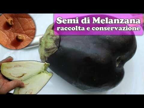 Melanzane Semi Neri: Il Segreto della Cucina Italiana