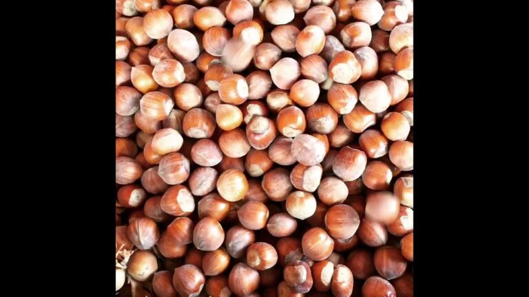 Valori Nutrizionali delle Nocciole Tostate