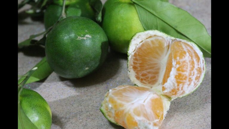 La bellezza senza tempo di Miyakawa Frutto