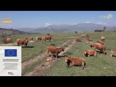 Le migliori aziende di pascoli italiani