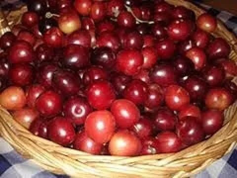 Scopri il Meraviglioso Mondo dell’Amoli Frutto