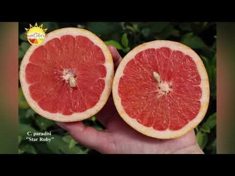 Svelati i benefici del tacle frutto