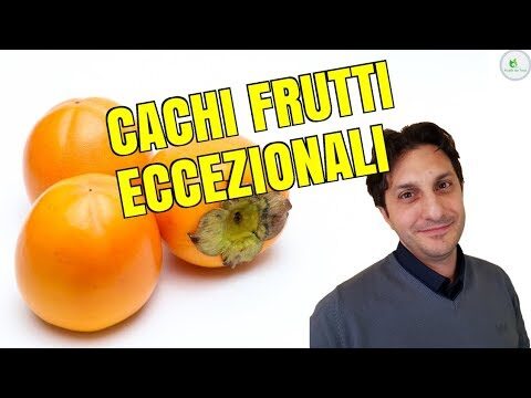 Tabella Nutrizionale Avocado: Benefici e Informazioni Nutrizionali