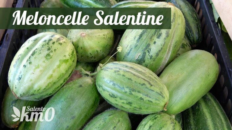 Meloncella Salentina: Il Gusto Autentico del Salento