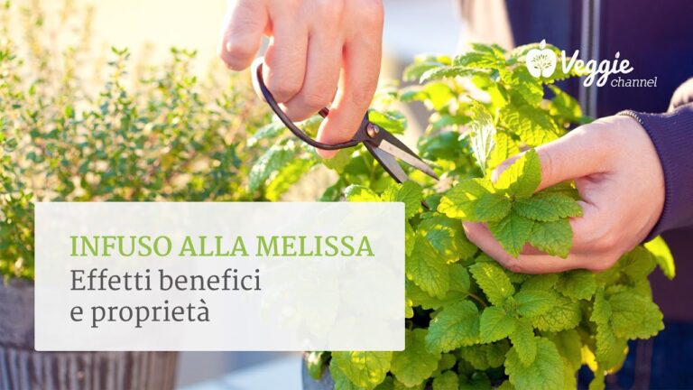 I benefici della tisana di tiglio, melissa e camomilla