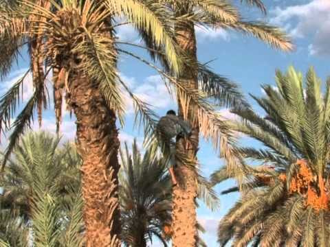 Datteri Majhoul: Il Tesoro della Natura