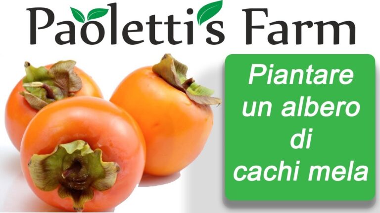 Calorie del Kaki Mela: Valutazione e Benefici Nutrizionali