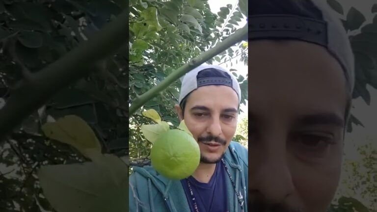 Scopri il Mondo delle Sbergie Frutta