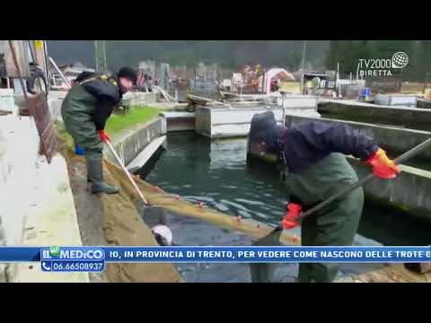 Valori Nutrizionali della Trota Salmonata