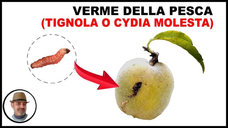 Calorie delle Pesche Tabacchiera: Valutazione Nutrizionale