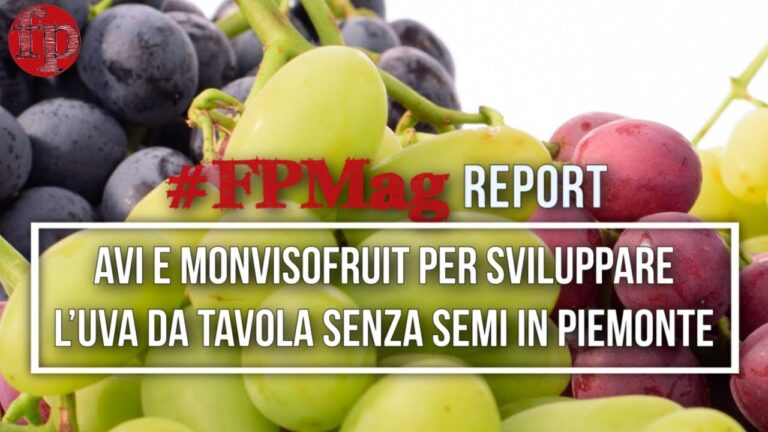 Calorie dell’Uva Bianca Senza Semi: Un’Analisi Nutrizionale