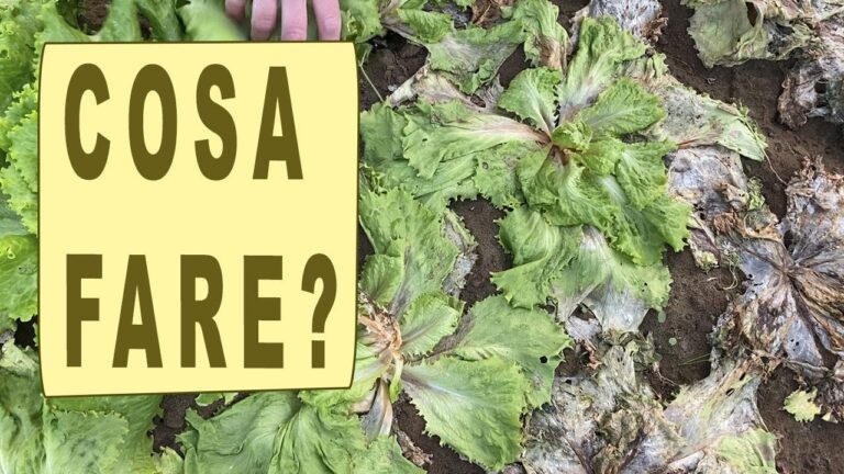 Insalata di Foglie Piccole: Freschezza e Sapore in Cucina