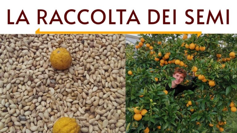 Calorie del Mandarancio: Benefici e Valori Nutrizionali