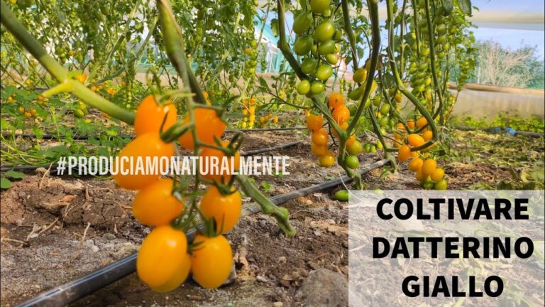 Proprietà dei Pomodorini Gialli: Benefici e Nutrienti