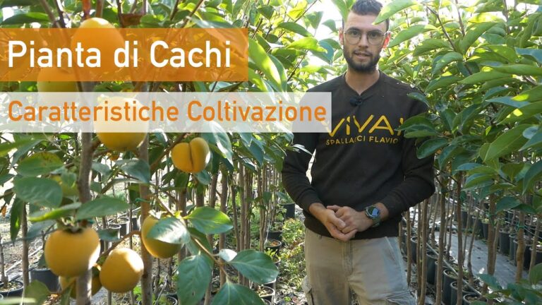 Cachi Parsimon: Il Frutto della Sostenibilità