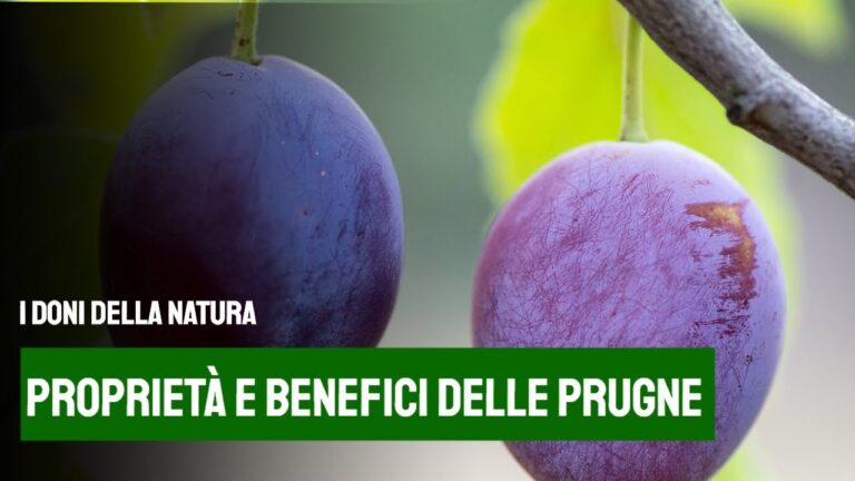 Calorie delle Susine: Benefici e Valori Nutrizionali